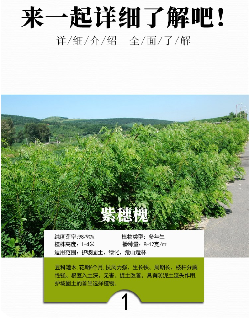 灌木猪屎豆种子四季易活灌木猪屎豆矿山护坡绿化园林造景草籽