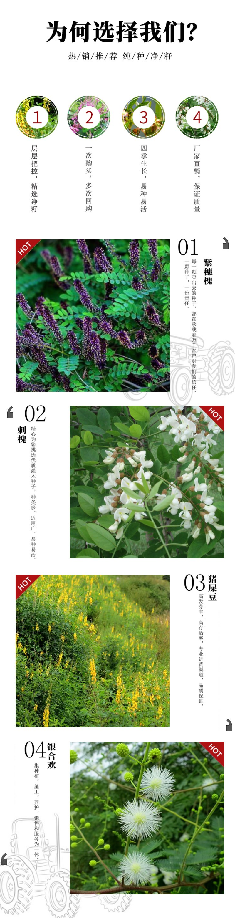 灌木猪屎豆种子四季易活灌木猪屎豆矿山护坡绿化园林造景草籽