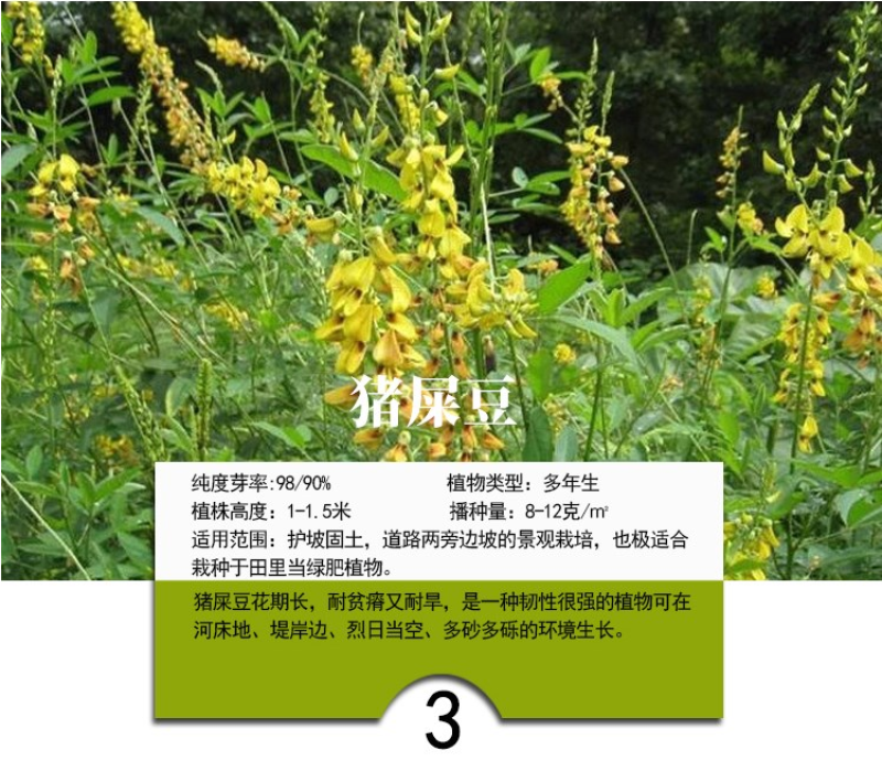 灌木猪屎豆种子四季易活灌木猪屎豆矿山护坡绿化园林造景草籽