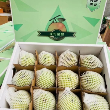 上海庄行镇特色蜜梨