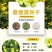 委陵菜种子阳台庭院盆栽室内四季易种地被花卉种子多年生黄色