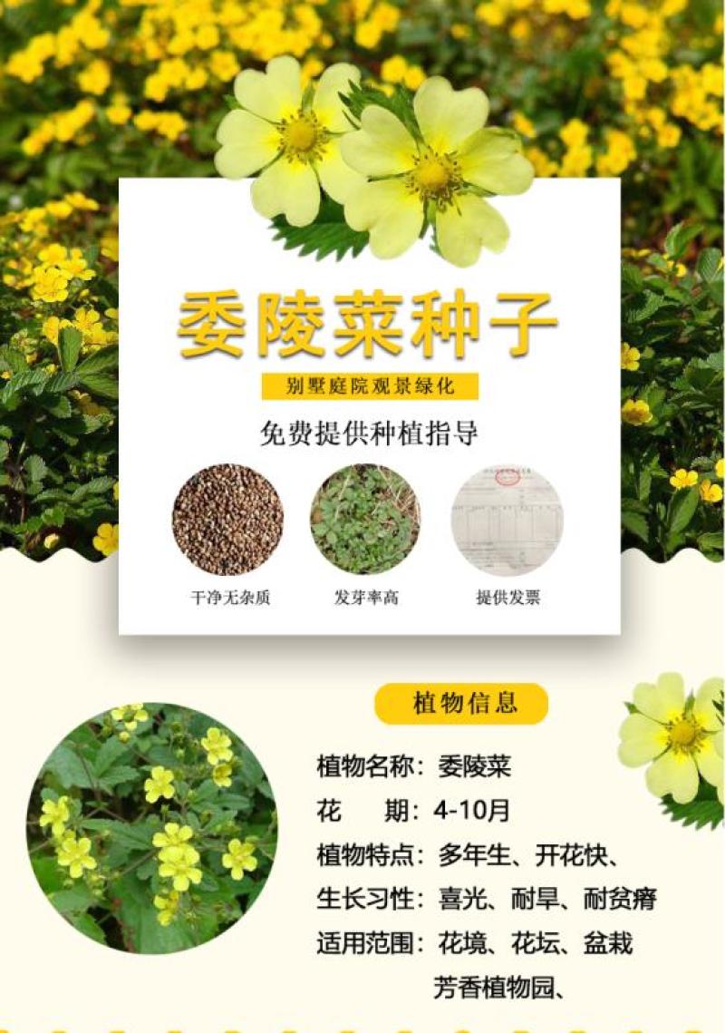 委陵菜种子阳台庭院盆栽室内四季易种地被花卉种子多年生黄色