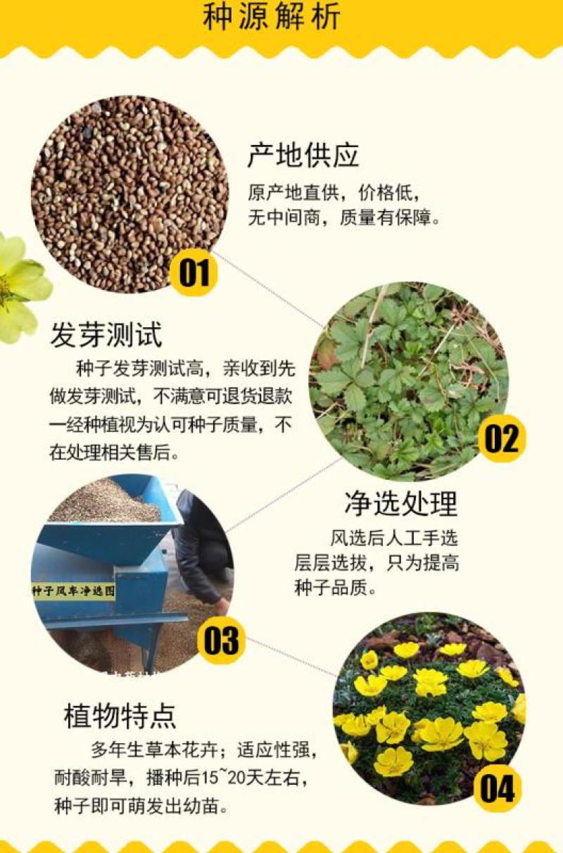 委陵菜种子阳台庭院盆栽室内四季易种地被花卉种子多年生黄色