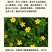 委陵菜种子阳台庭院盆栽室内四季易种地被花卉种子多年生黄色
