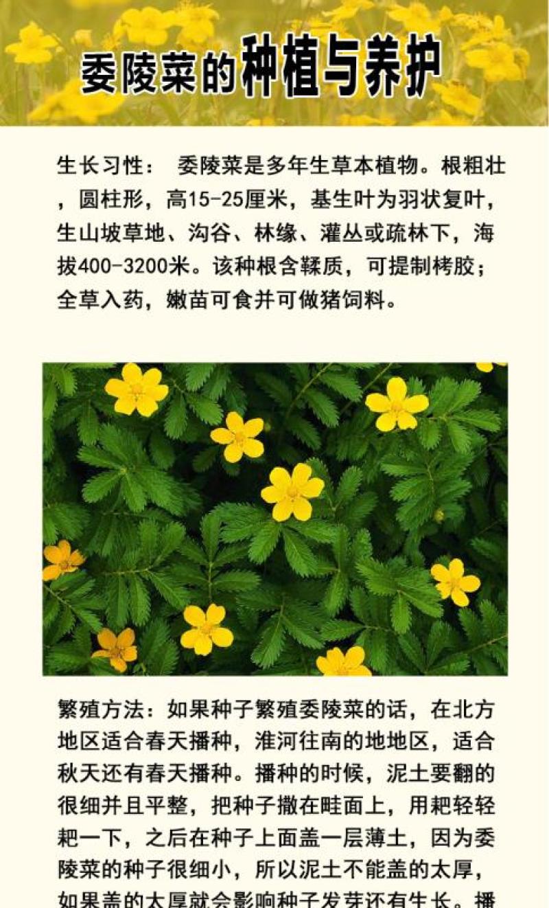 委陵菜种子阳台庭院盆栽室内四季易种地被花卉种子多年生黄色