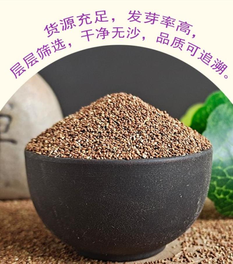 委陵菜种子阳台庭院盆栽室内四季易种地被花卉种子多年生黄色
