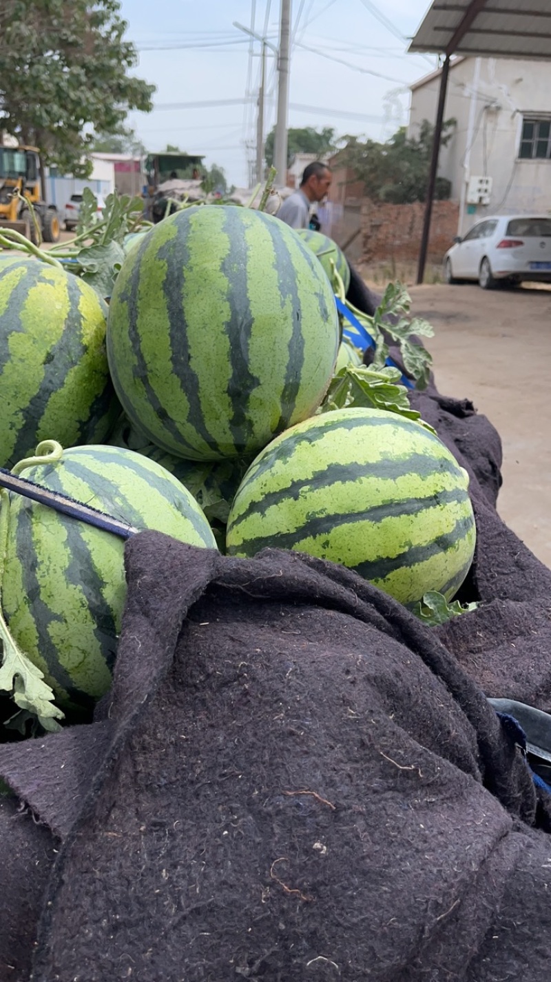 精品美都西瓜大量上市中，基地美都产地直发