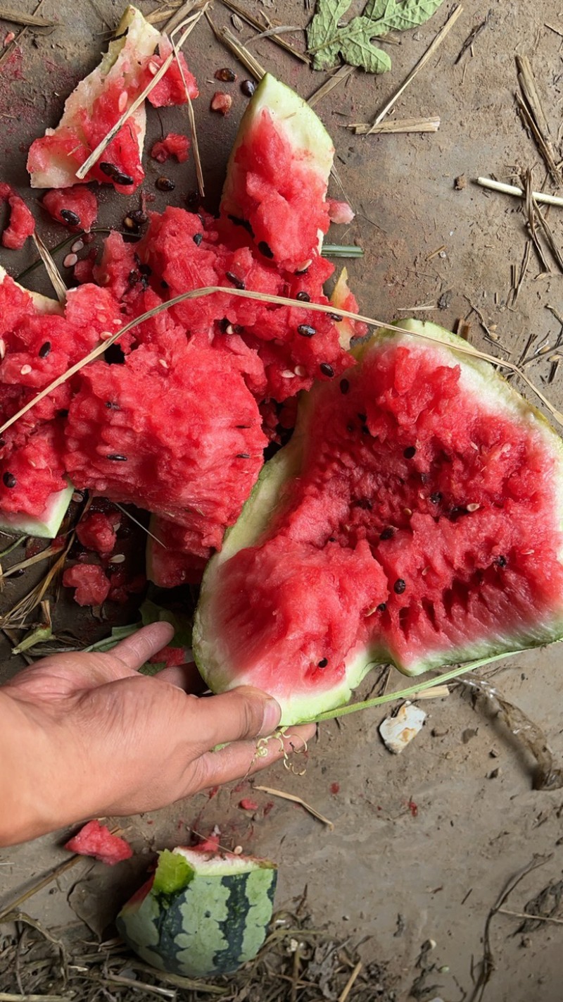 精品美都西瓜大量上市中，基地美都产地直发