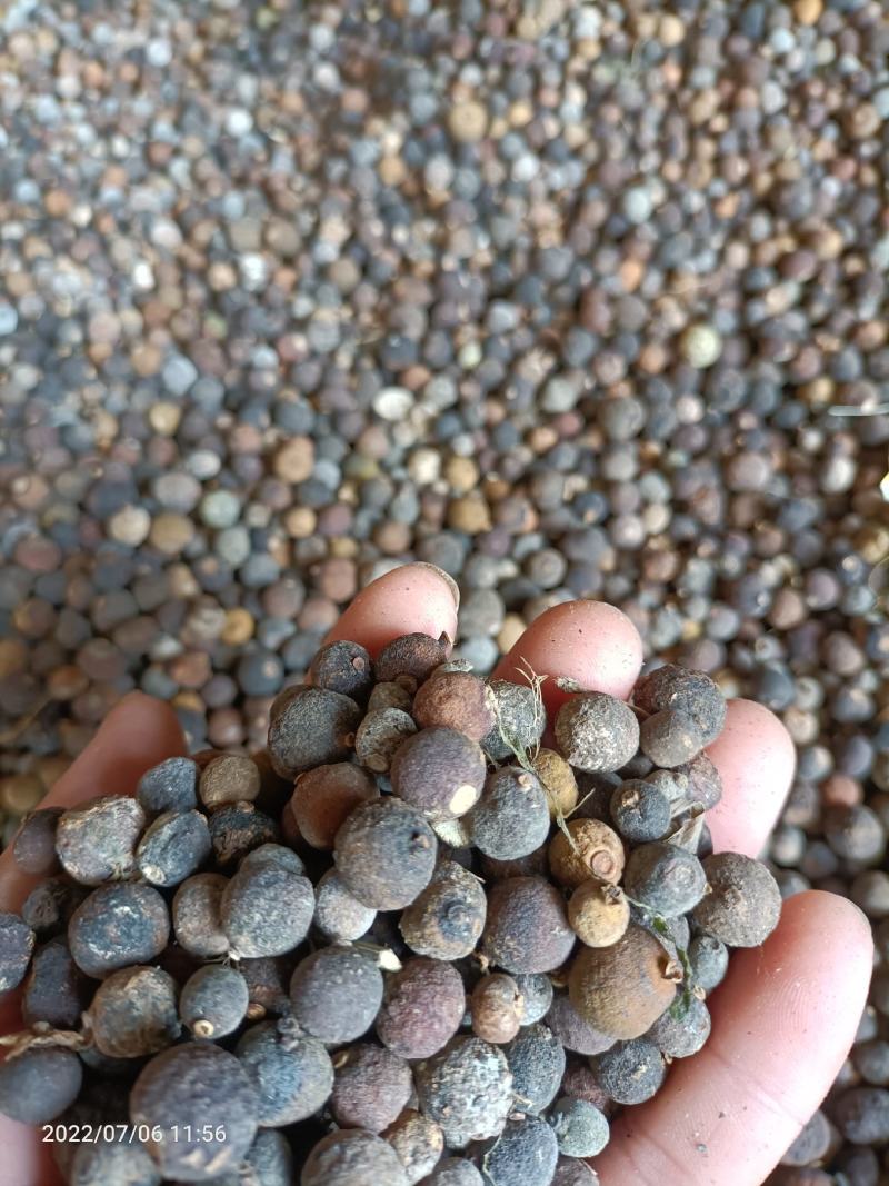 湖南脐橙落地果，甜橙枳实，无杂果，中药含量高，纯度好！