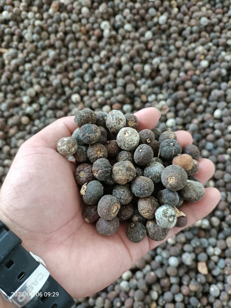 湖南脐橙落地果，甜橙枳实，无杂果，中药含量高，纯度好！