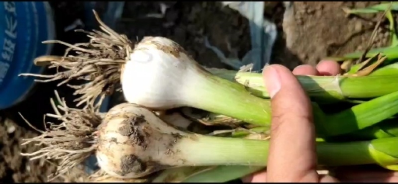 东北优质毛葱大量上市供应，价格合理。适合储存