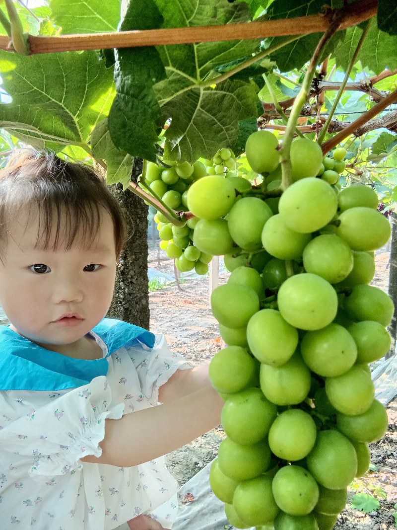 余姚临山葡萄开始熟了，有需要可以找我哦