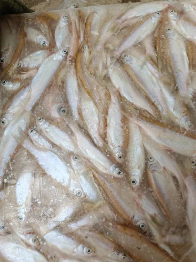 【精品】饲料鱼，产地直供，质量保证，价格低廉，欢迎联系