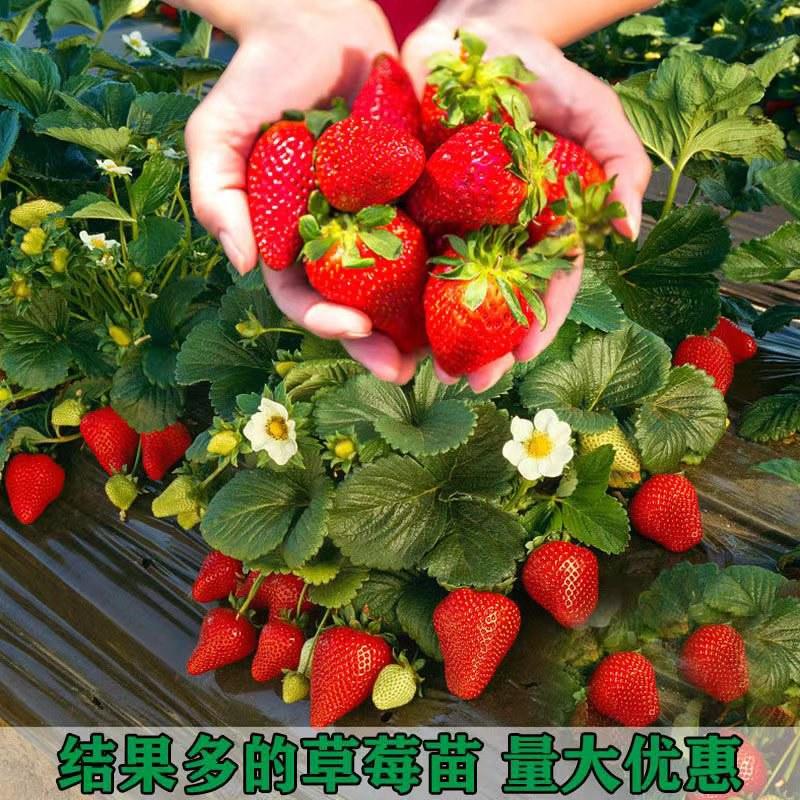 奶油草莓苗脱毒苗女峰美香莎品种纯正可以实地考察
