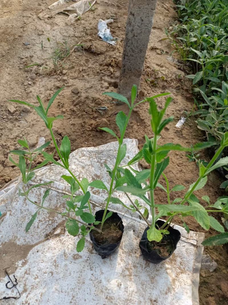 精品马鞭草，马鞭草苗，基地直发直销，欢迎选购