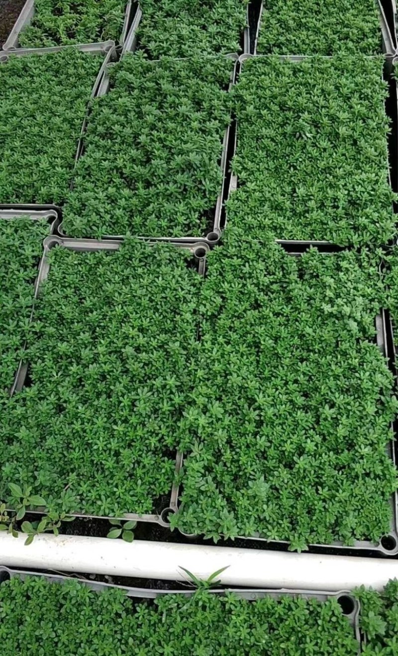 佛甲草常用名万年草；佛指甲；量大从优保质保量欢迎釆购