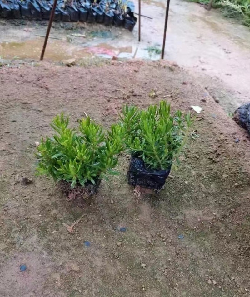 佛甲草常用名万年草；佛指甲；量大从优保质保量欢迎釆购