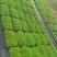 佛甲草常用名万年草；佛指甲；量大从优保质保量欢迎釆购