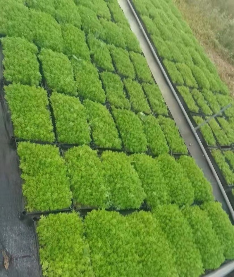 佛甲草常用名万年草；佛指甲；量大从优保质保量欢迎釆购