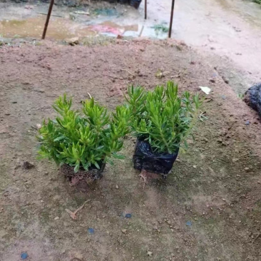 佛甲草常用名万年草；佛指甲；量大从优保质保量欢迎釆购
