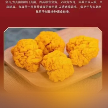 金耳菌