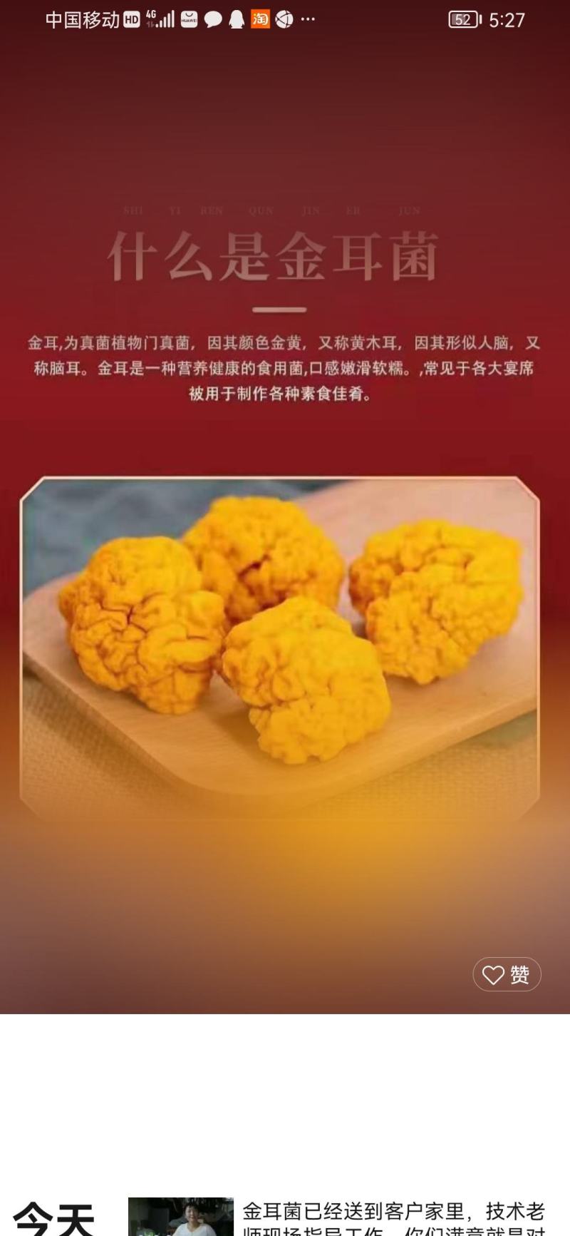 金耳菌