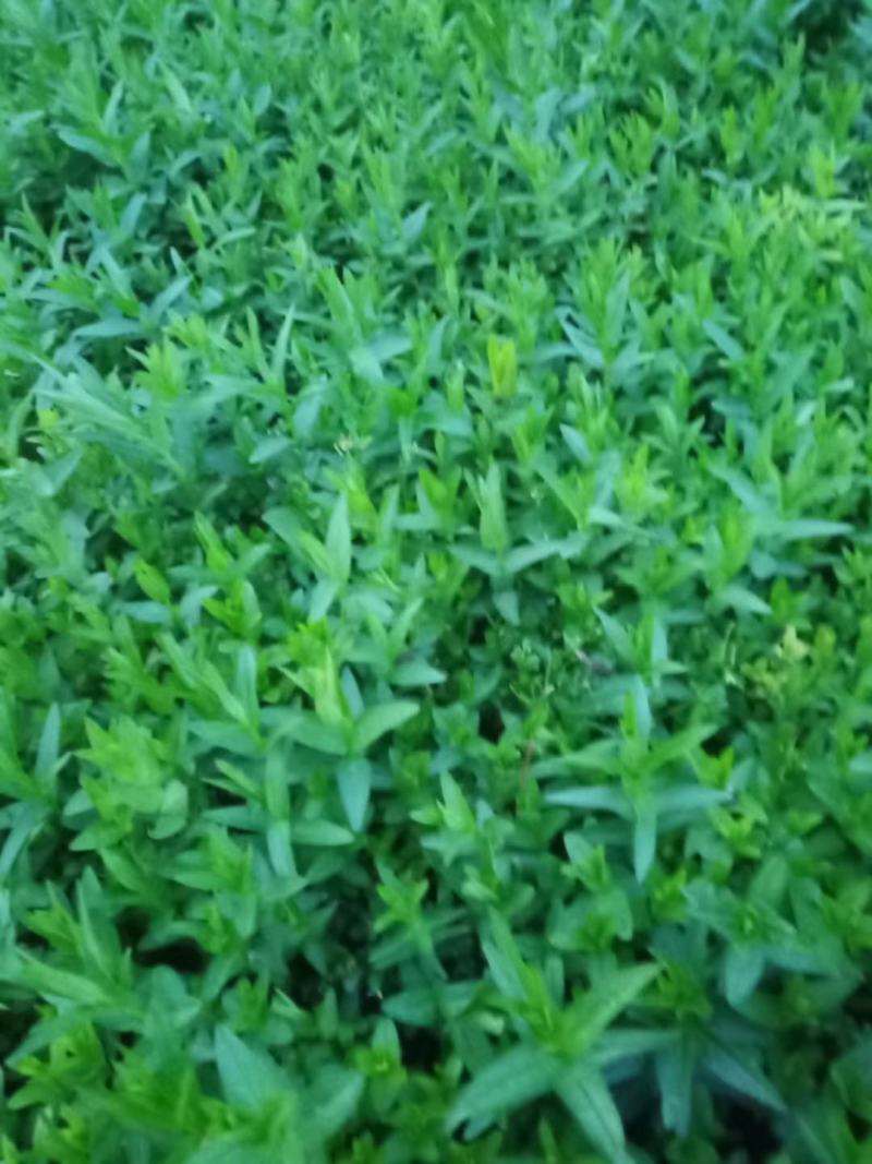 千屈菜苗大量上市，基地出货，欢迎各位老板选购