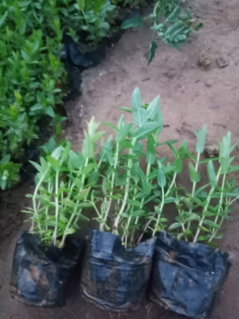 千屈菜苗大量上市，基地出货，欢迎各位老板选购