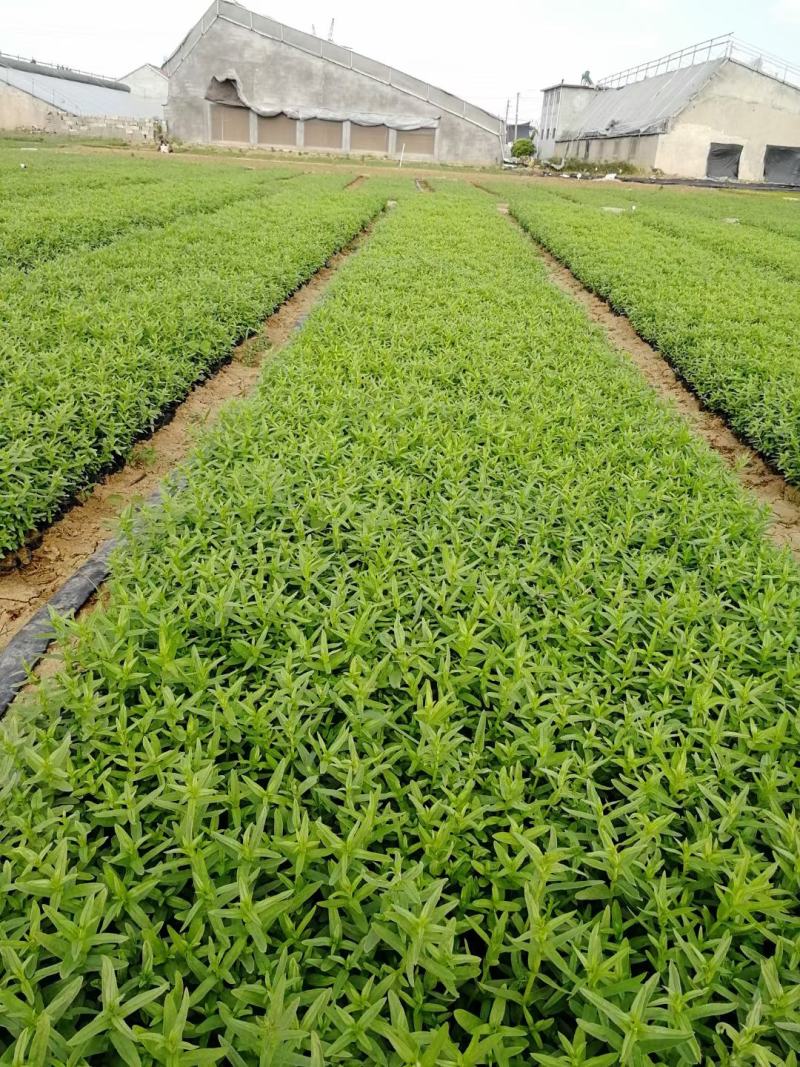千屈菜苗大量上市，基地出货，欢迎各位老板选购