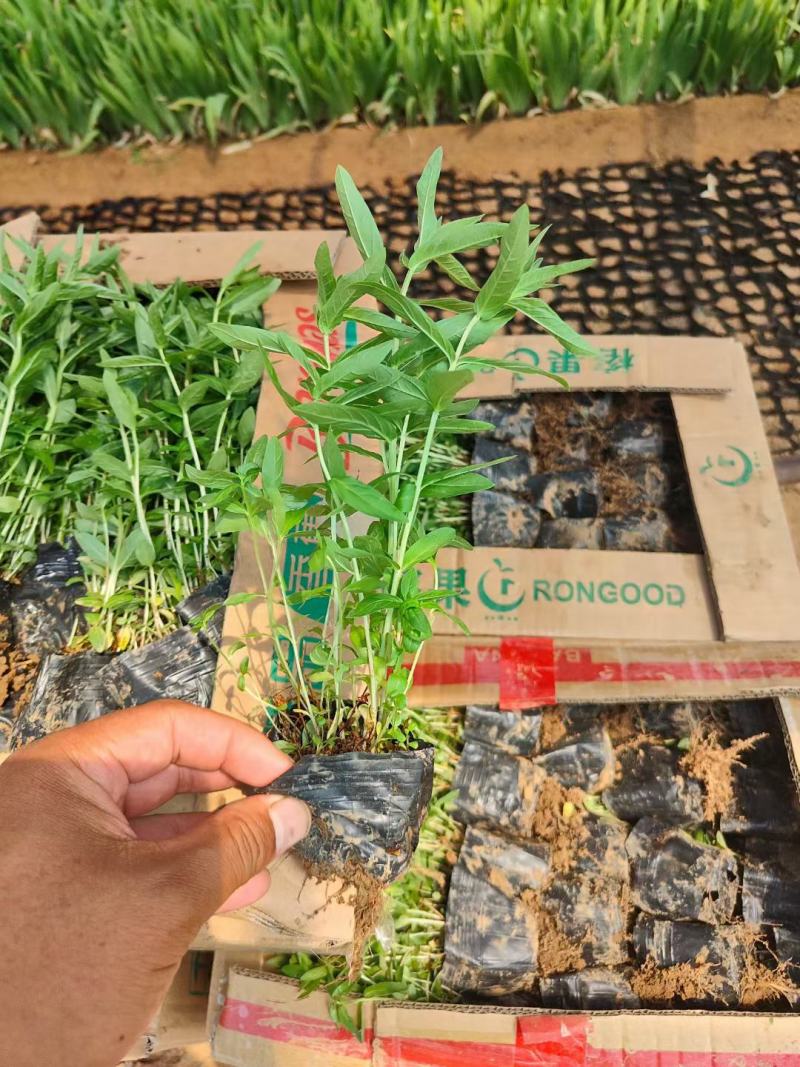 千屈菜苗大量上市，基地出货，欢迎各位老板选购