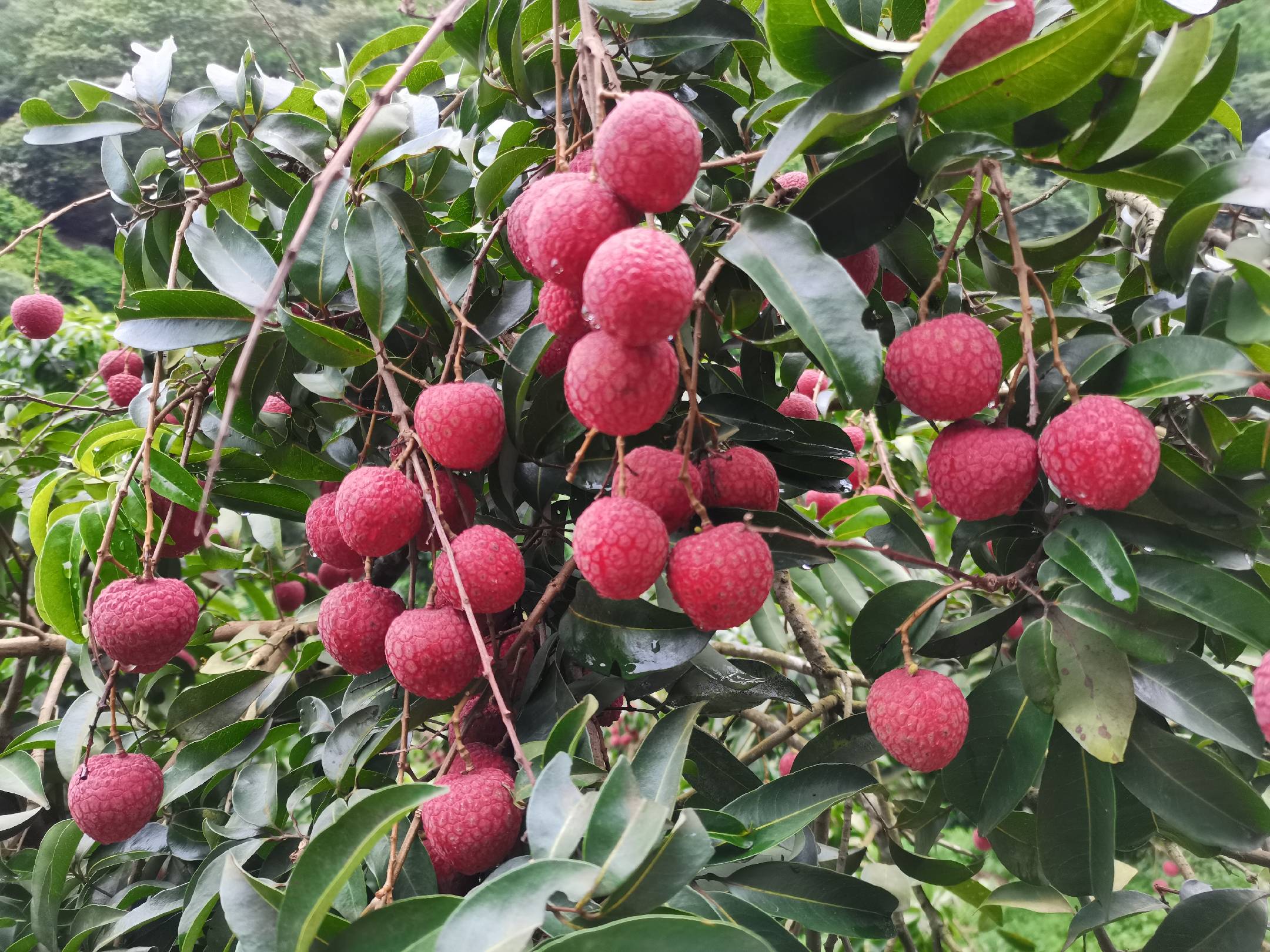 桂味荔枝特写