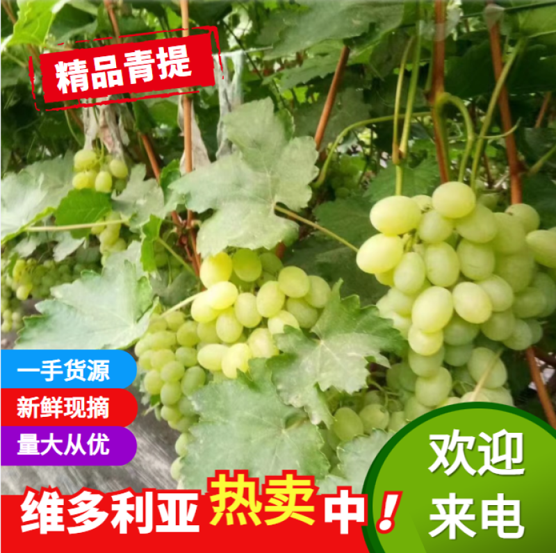 维多利亚葡萄产地直发，量大，价格低，