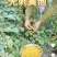 黄泡（无刺）新一代黄金水果。营养价值丰富，全身都是宝。