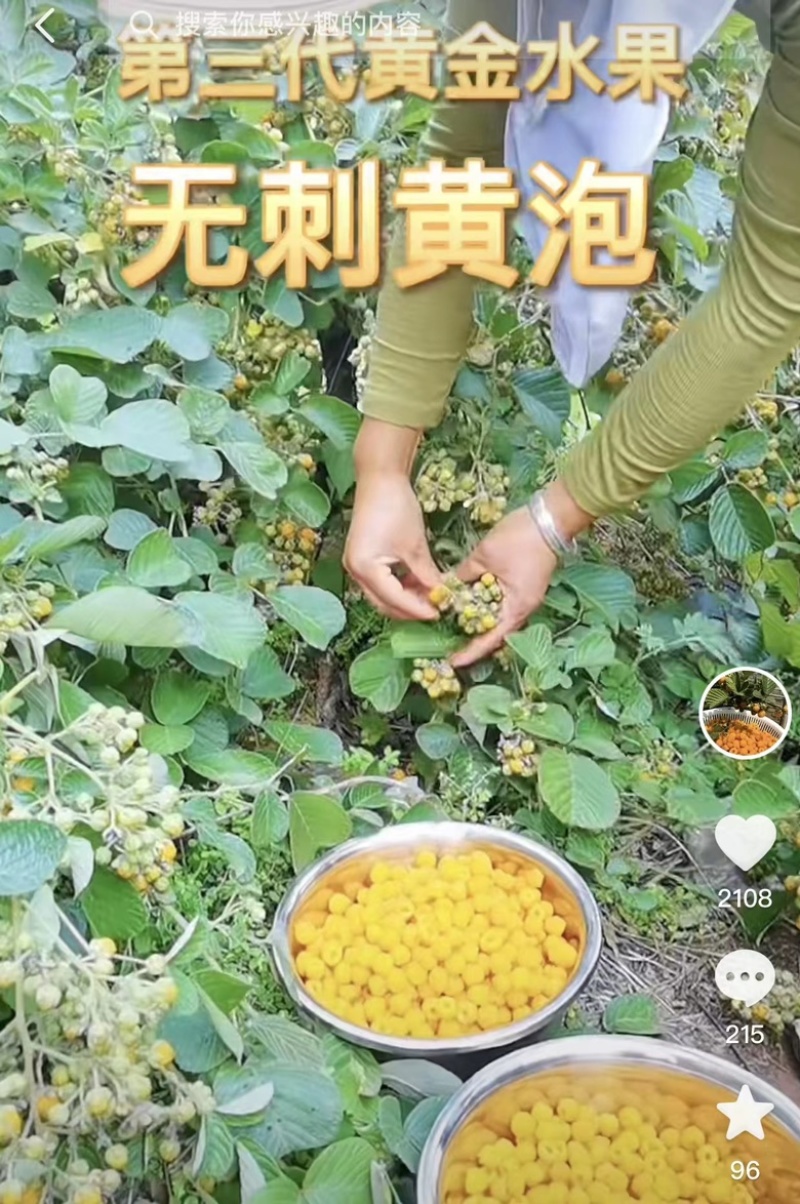 黄泡（无刺）新一代黄金水果。营养价值丰富，全身都是宝。