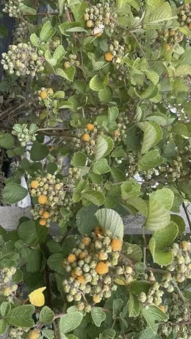 黄泡（无刺）新一代黄金水果。营养价值丰富，全身都是宝。
