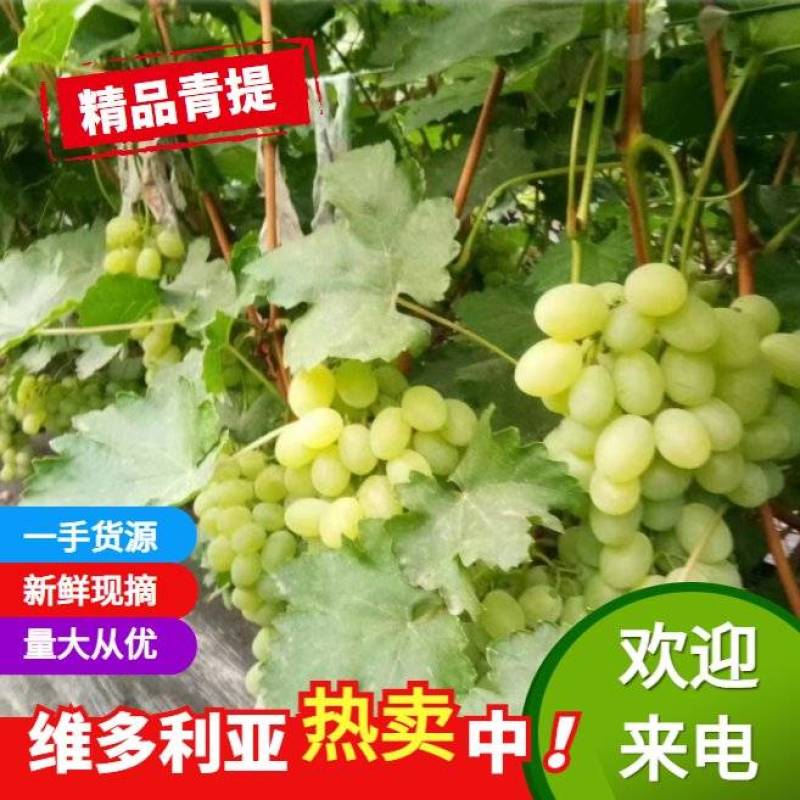维多利亚葡萄产地直发，量大，价格低，