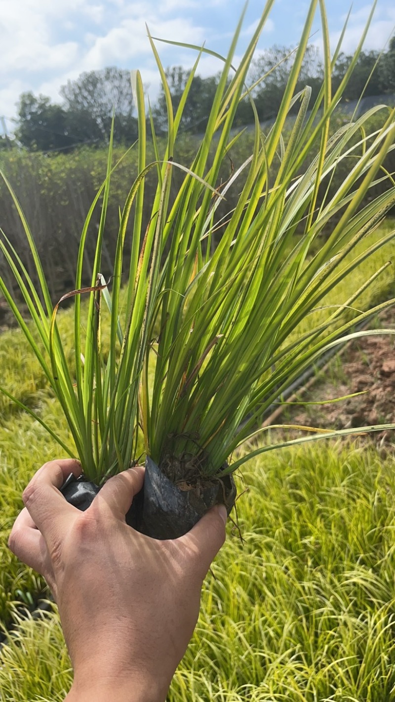 【推荐]福建漳州优质金叶石菖蒲，产地发货，品质保障