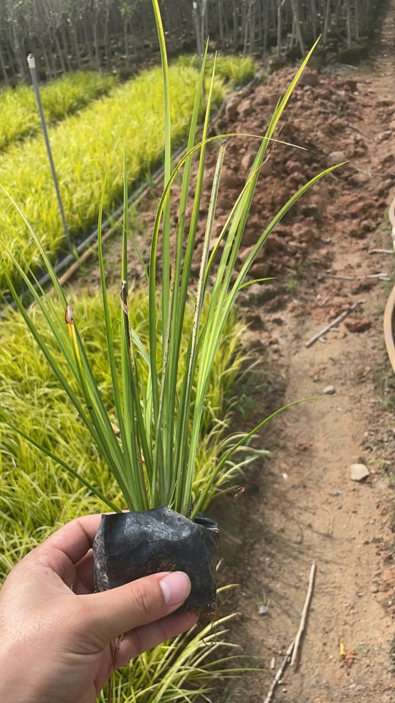 【推荐]福建漳州优质金叶石菖蒲，产地发货，品质保障