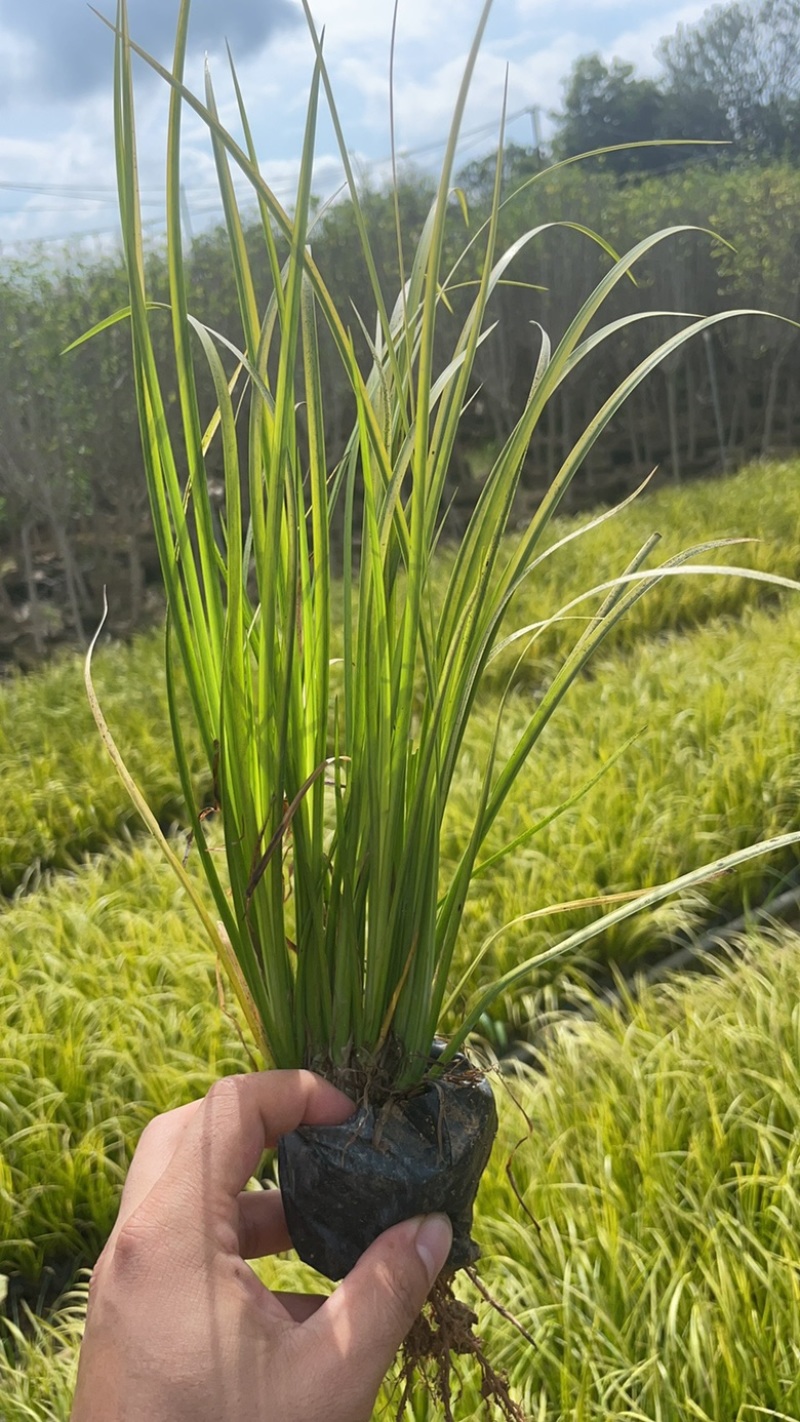 【推荐]福建漳州优质金叶石菖蒲，产地发货，品质保障