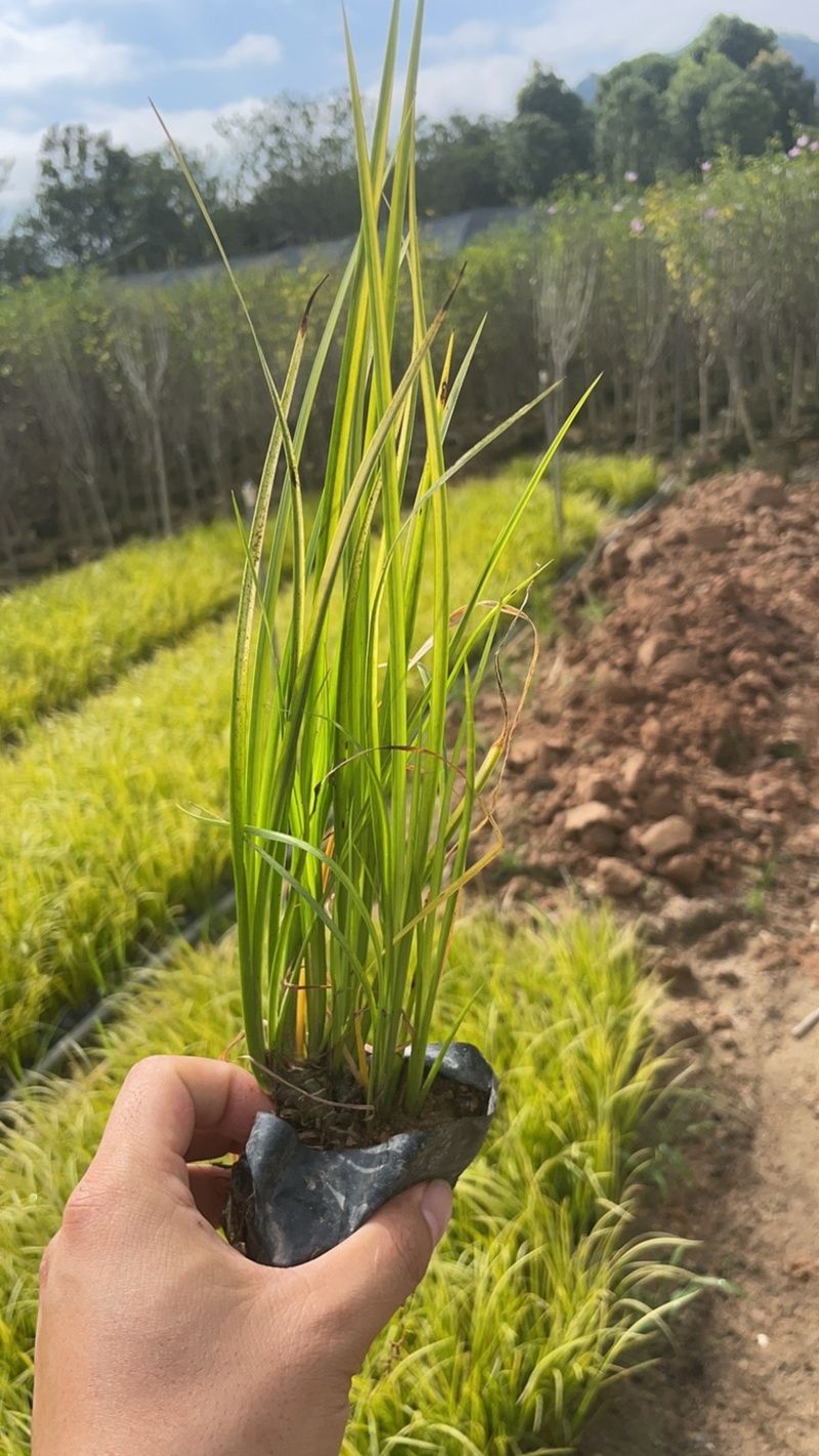 【推荐]福建漳州优质金叶石菖蒲，产地发货，品质保障