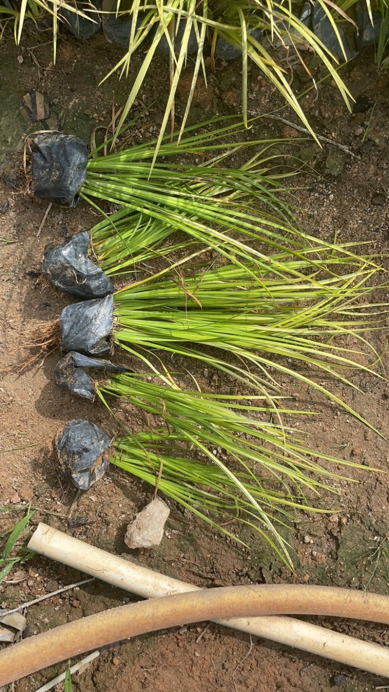 【推荐]福建漳州优质金叶石菖蒲，产地发货，品质保障