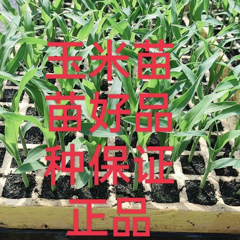 玉米苗