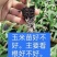 玉米苗