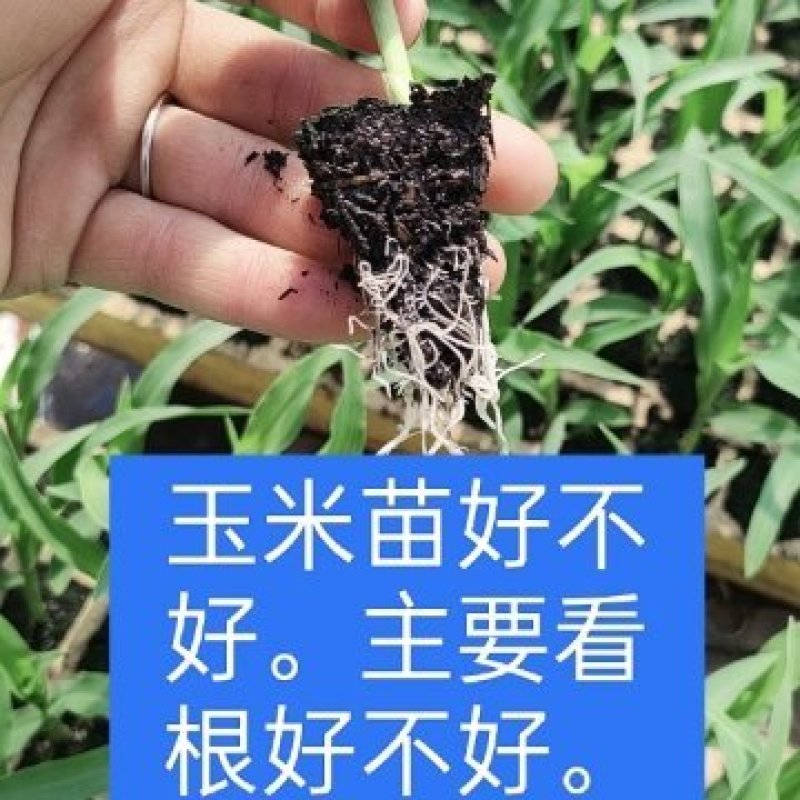 玉米苗