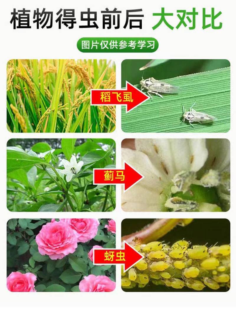 80%烯啶吡蚜酮烯啶虫胺吡蚜酮农药杀虫剂水稻稻飞虱