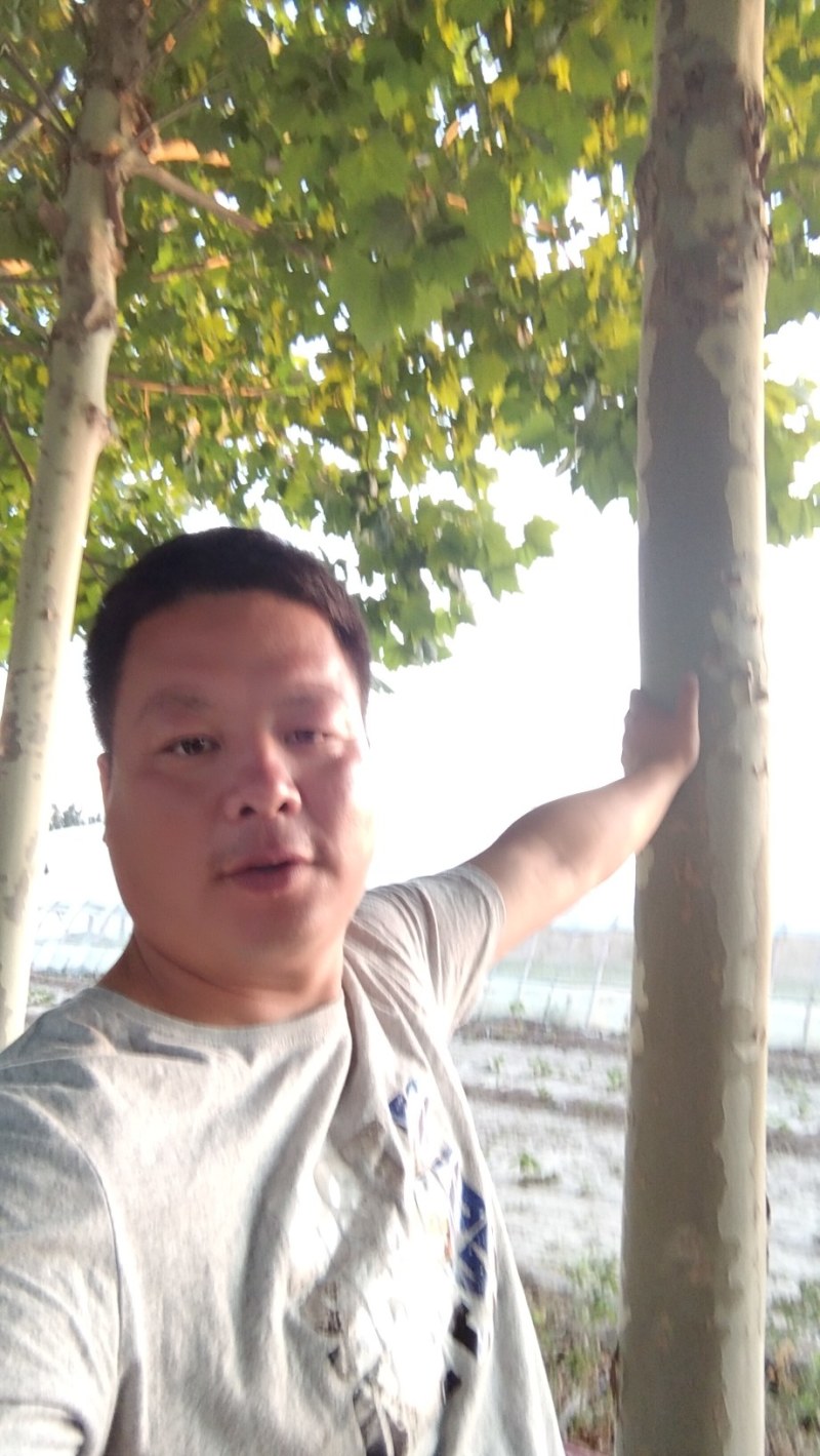 法桐