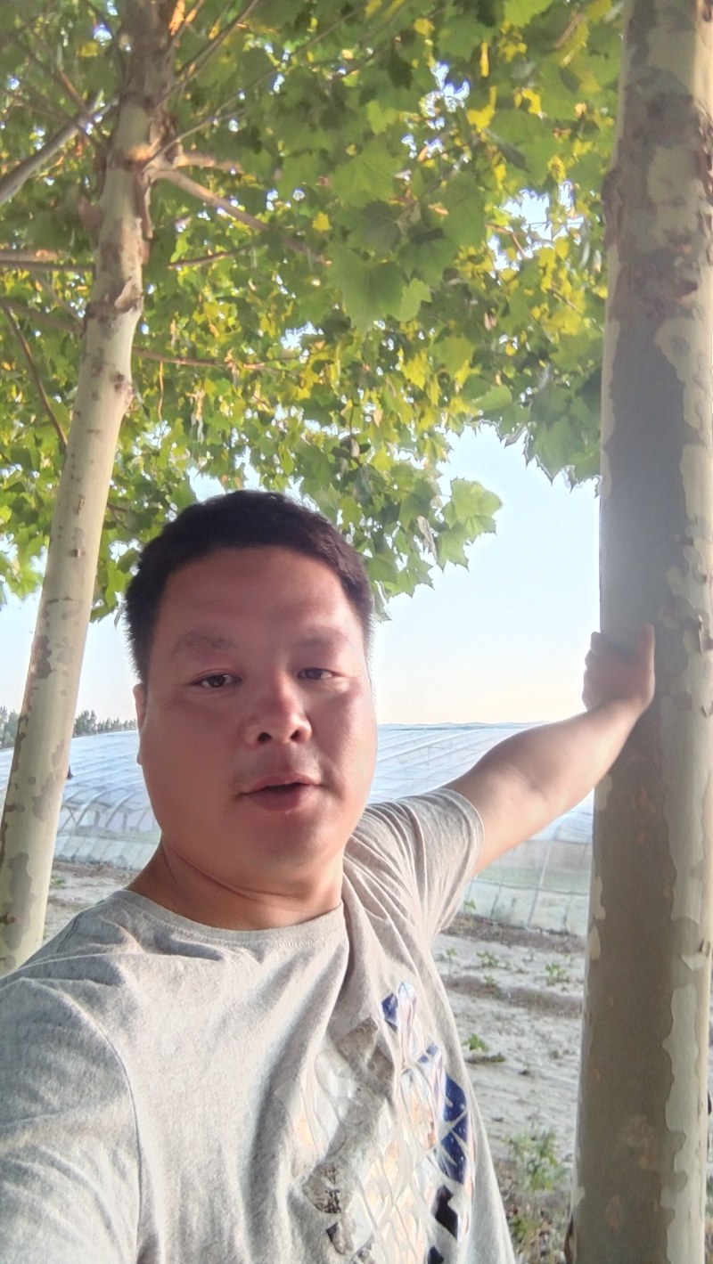 法桐