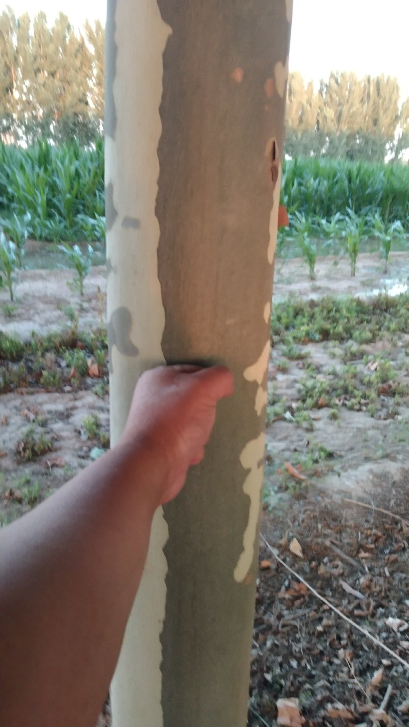法桐