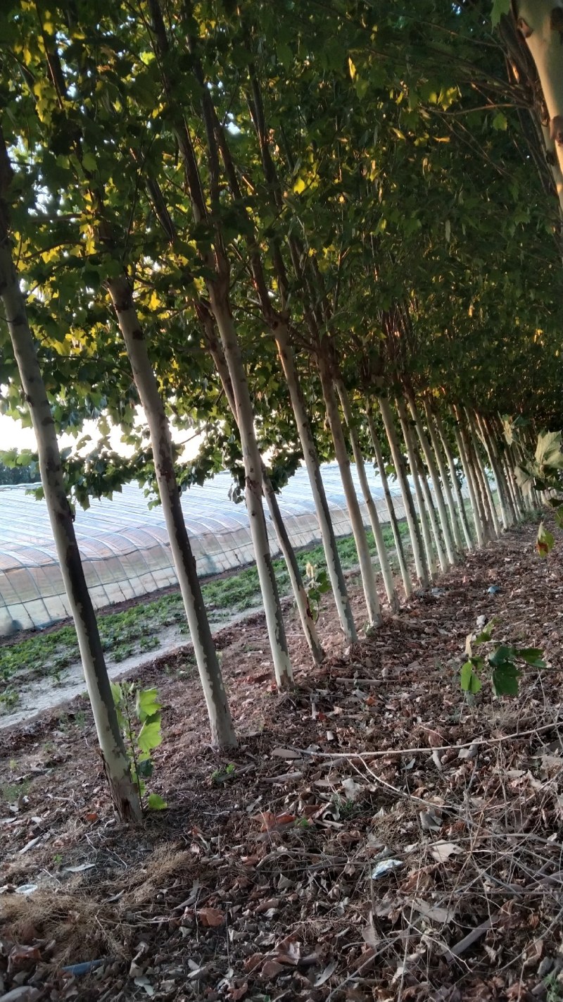 法桐