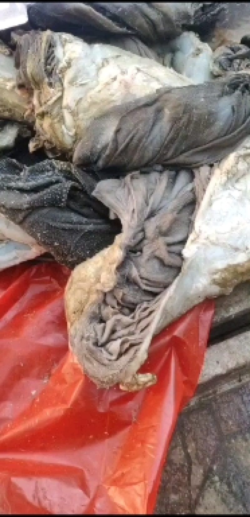 牛百叶，牛百叶。每天鲜货数量有限，需要老板赶紧联系呀。